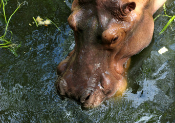 Fototapeta na wymiar Hippopotamus is immersed in the water