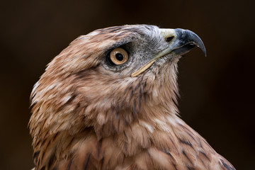 adult redhawk portrait and stern look