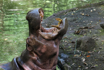 Fototapeta na wymiar Hippopotamus is opening his mouth to ask for food