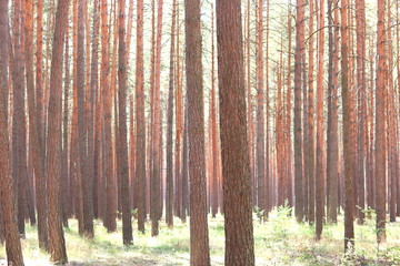 Pine forest with beautiful high pine trees in summer in sunny weather