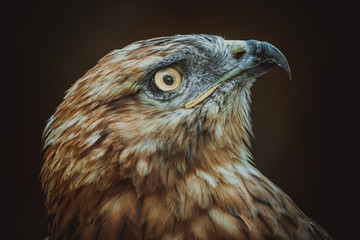 adult redhawk portrait and stern look