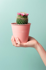 cactus in pot