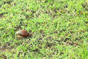 Snail is moving into the grass.