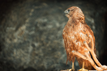 adult redhawk portrait and stern look