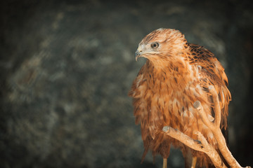 adult redhawk portrait and stern look