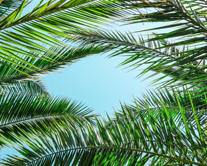 Palm leaves on blue sky background