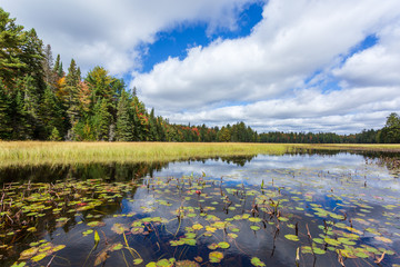 reflet de la forêt en automne sur un lac au Canada dans le parc Algonquin