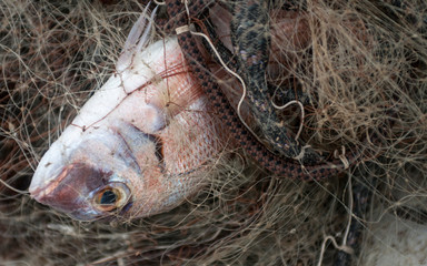 Fish in the net