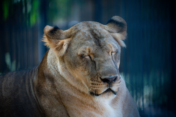 portrait of wild adult lioness
