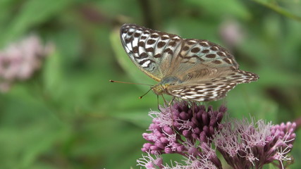 argynnis paphia femmina, farfalla