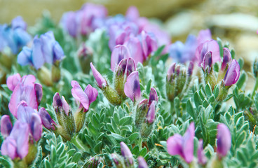 Oxytropis anertii