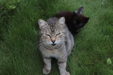 cat on the grass