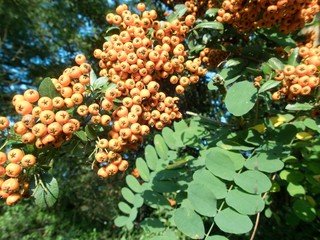 orange rowan berry fruin on a tree branch