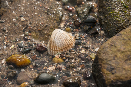 rock pool shell at low tide