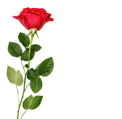 Obraz premium Flower bud roses on a white background