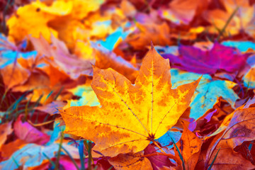 Fototapeta na wymiar Autumn background with bright colorful leaves.