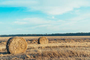 Fototapeta premium bales of hay