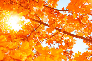 autumn landscape with bright colorful foliage. Indian summer.