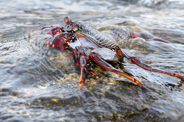 rote_Klippenkrabbe