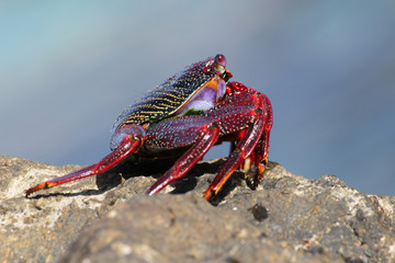 rote_Klippenkrabbe