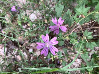 purple flowers in the garden