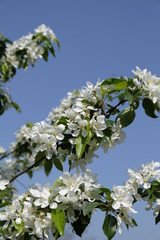 Kirschlüten / Prunus / Obstblüte