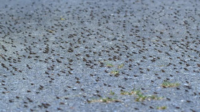 Little common toads (Bufo bufo) migration from water