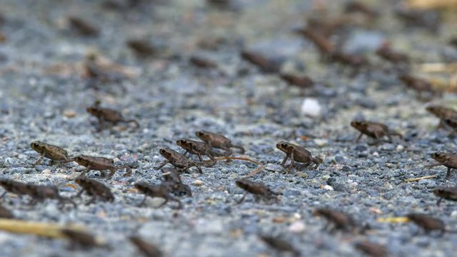 Little common toads (Bufo bufo) migration from water
