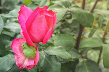 A little green frog is resting on the lobe of pink rose.