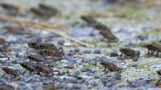 Little common toads (Bufo bufo) migration from water