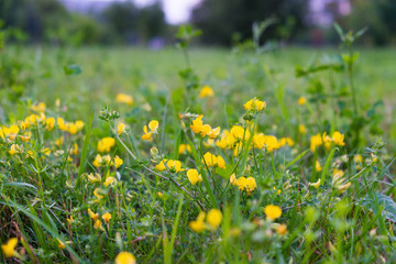 blooming wild meadow flowers on a warm summer evening