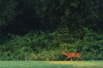 Roe deer walking along forest edge.