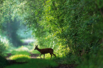 Roe deer crosses a summer forest path.