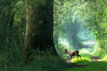 Roe deer crosses a summer forest path. © ysbrandcosijn
