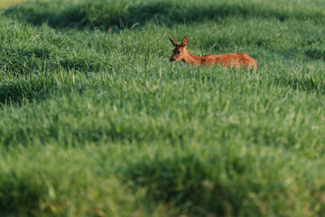Roe deer grazing in summer pasture at dawn.