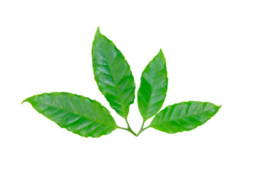 Naklejka na ściany i meble Green Robusta coffee leaves isolate on white background.