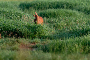 Roe deer in pasture cleaning fur.