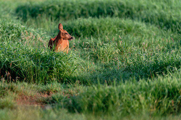 Roe deer grazing in summer pasture at dawn.