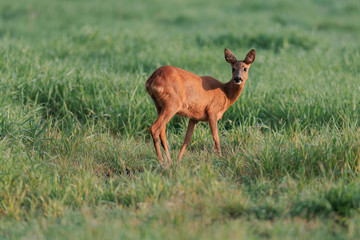 Roe deer doe in sunny meadow at dawn.
