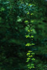 Fototapeta premium Hanging twig with green leaves in forest.