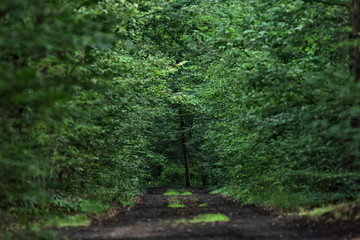 Dirt road in lush green summer forest.
