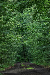 Dirt road in lush green summer forest.