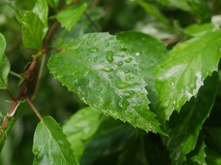 Green leaf drenched after a rain.