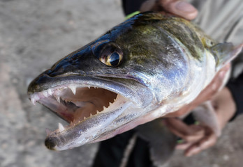 Obraz premium Catch and Release