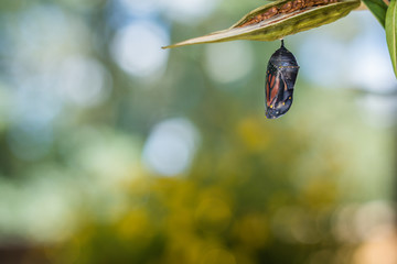 Monarch Chrysalis, Danaus Plexppus, on milkweed with soft jewel tones background