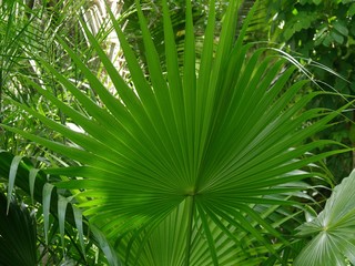 Fototapeta na wymiar Saw palmetto leaf in the garden