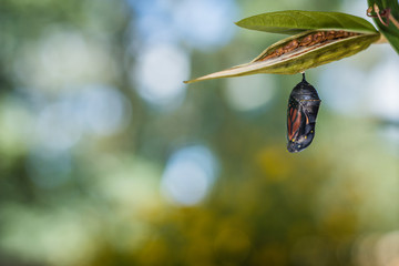 Monarch Chrysalis, Danaus Plexppus, on milkweed with soft jewel tones background