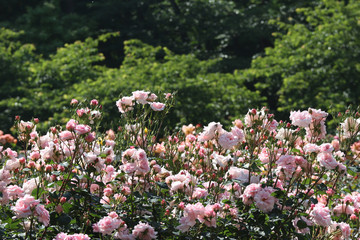 softness full blooming pink rose garden park background.