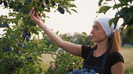 Young woman picking fresh plums from the tree and put it into the basket. Harvest of plums in orchard during sunset, slow motion