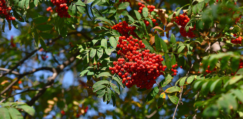 bright red bunches of Rowan on green branches